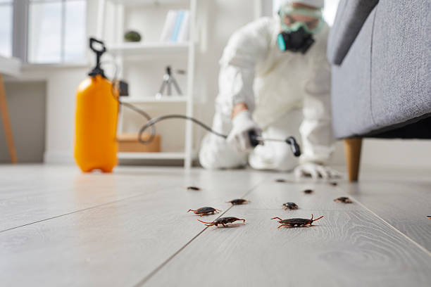 Commercial Rodent Management in Kerman